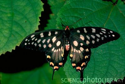Papilioantenor-Parusnik_Antenor1.jpg