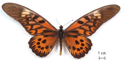 Papilioantimachus-Parusnik_Antimah.jpg