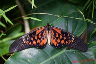 Papilioantimachus-Parusnik_Antimah1.jpg