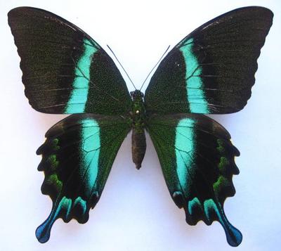 Papilioblumei-Parusnik_Blume.jpg