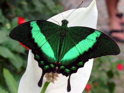 Papilioblumei-Parusnik_Blume1.jpg