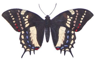 Papiliocacicus-Parusnik_kacik.jpg