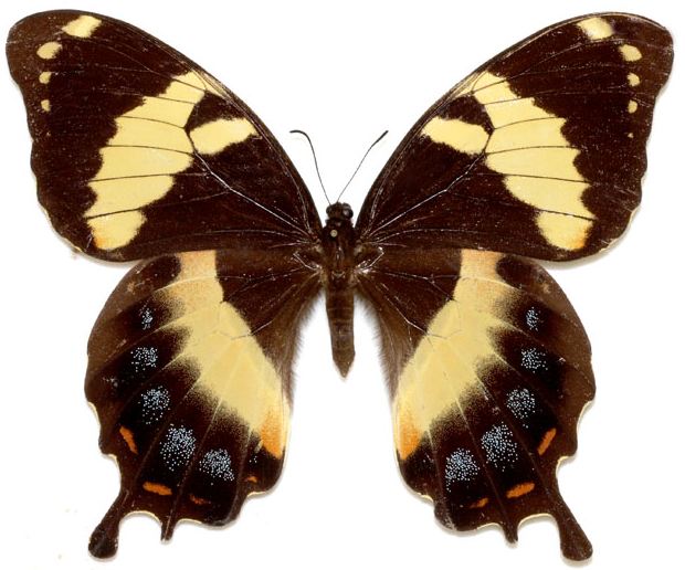 Papiliohomerus-Parusnik_Gomer.jpg