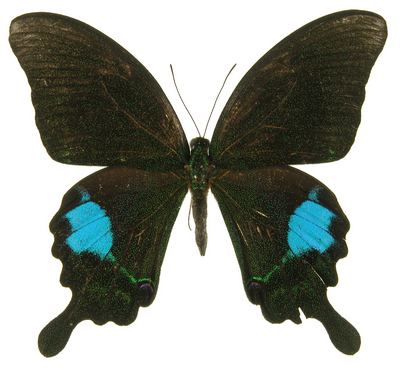 Papilioparis-Parusnik_Paris2.jpg