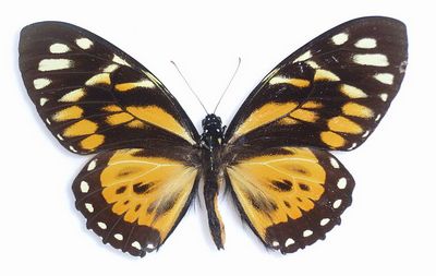 Papiliozagreus-Parusnik_zagrey.jpg