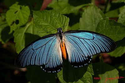 Papiliozalmoxis-Parusnik_Zalmoksis.jpg
