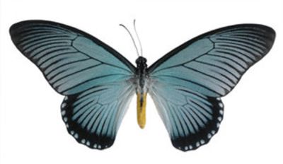 Papiliozalmoxis-Parusnik_Zalmoksis1.jpg