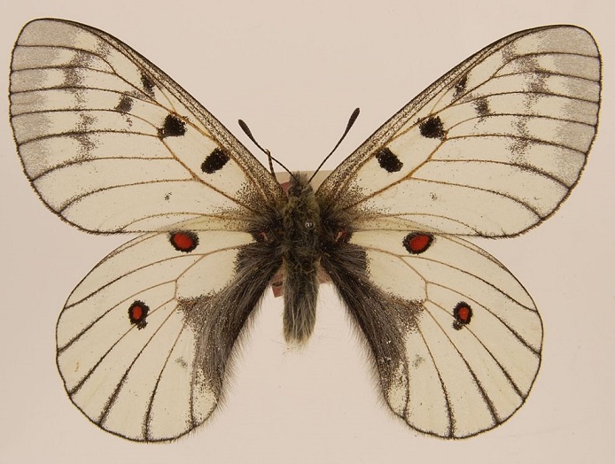 Parnassius-bremeri-С-Felder-R-Felder-1864-Appolon-Bremera1.jpg
