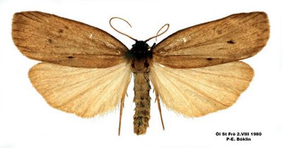 Pelosia-obtusa-Lishainica-zheltaya1.jpg