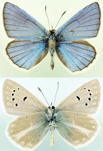 Polyommatus-altivagans-Forster-1956-Golubyanka-vysokogornaya