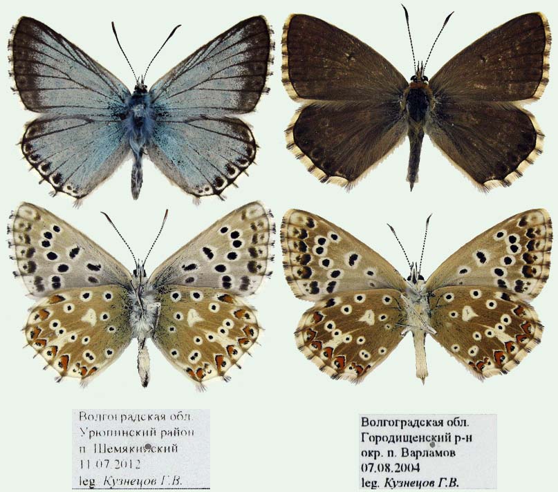 Polyommatus-coridon-Golubyanka-koridon1.jpg