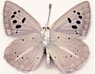Polyommatus-damocles-Herrich-Schaffer-1844-Golubyanka-damokl1.jpg