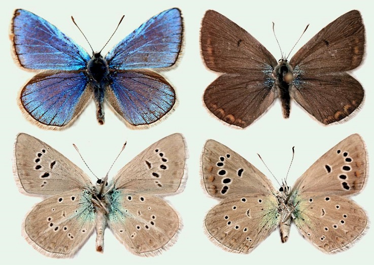 Polyommatus-damone-Eversmann-1841-Golubyanka-damona