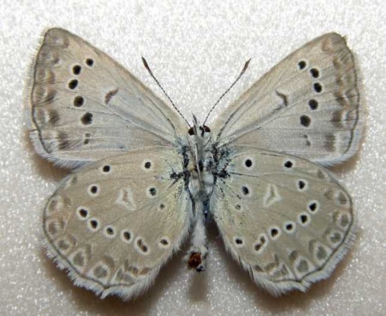 Polyommatus-daphnis-Golubyanka-dafnis