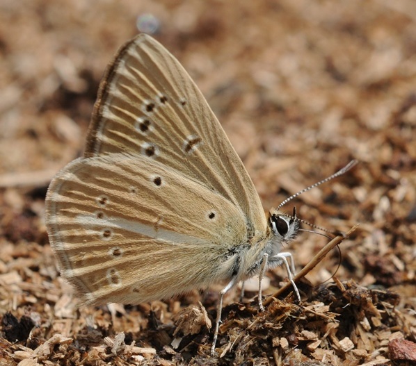 Polyommatus-eriwanensis-Forster-1960-Golubyanka-erevanskaya