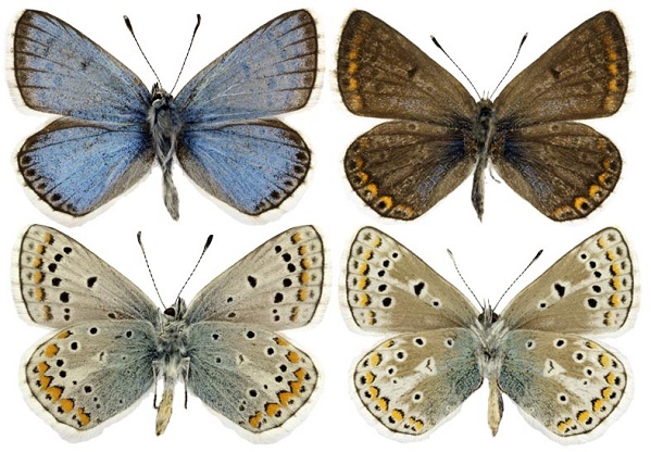 Polyommatus-eros-Golubyanka-eros