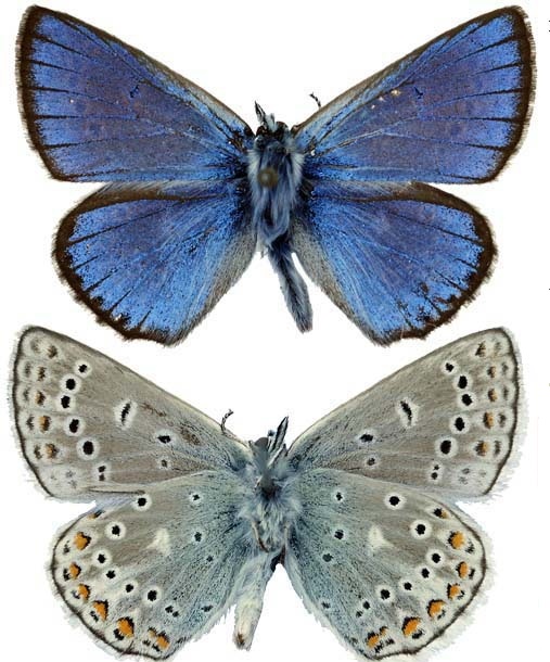Polyommatus-eros-Golubyanka-eros1.jpg