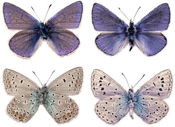 Polyommatus-icadius-Grum-Grshimailo-1890-Golubyanka-ikadii