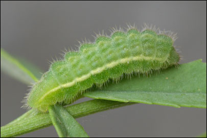 Polyommatus-icarus-Golubyanka-ikar2.jpg