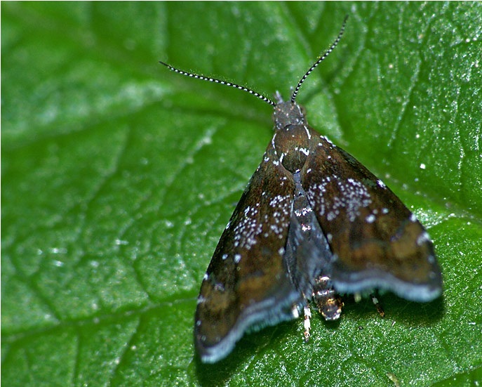 Prochoreutis-sehestediana-Mole-listovertka-Fabriciusa