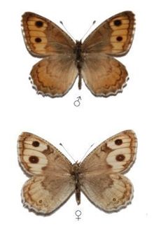 Pseudochazara-pallida-Staudinger-1901-Barhatnica-blednaya