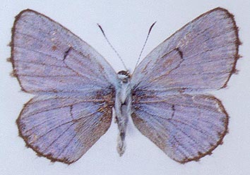 Pseudophilotes-jacuticus-Korshunov-Viidalерр-1980-Golubyanka-Yakutskaya