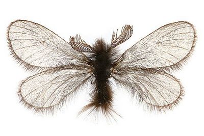 Ptilocephala-plumifera-Meshochnica-chernovataya-(Meshochnica-pushistaya).jpg