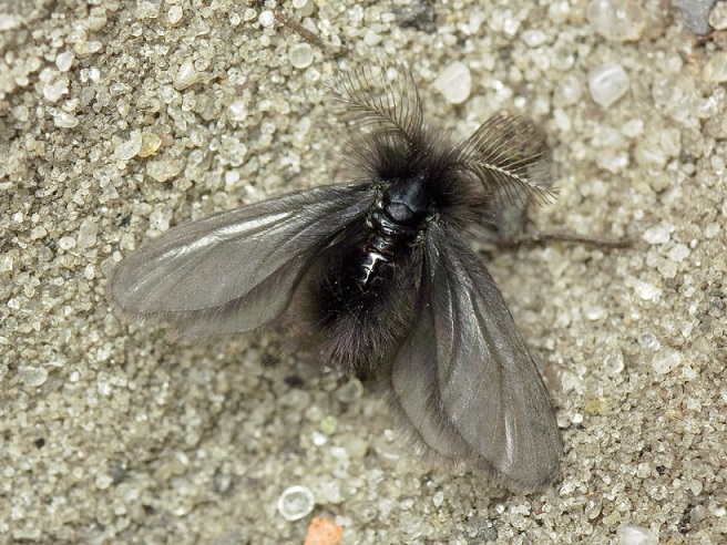Ptilocephala-plumifera-Meshochnica-chernovataya