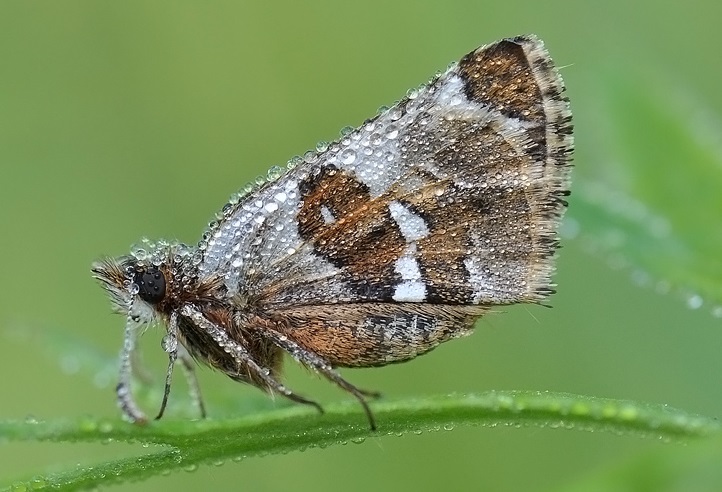 Pyrgus-maculatus-Tolstogolovka-pyatnictaya
