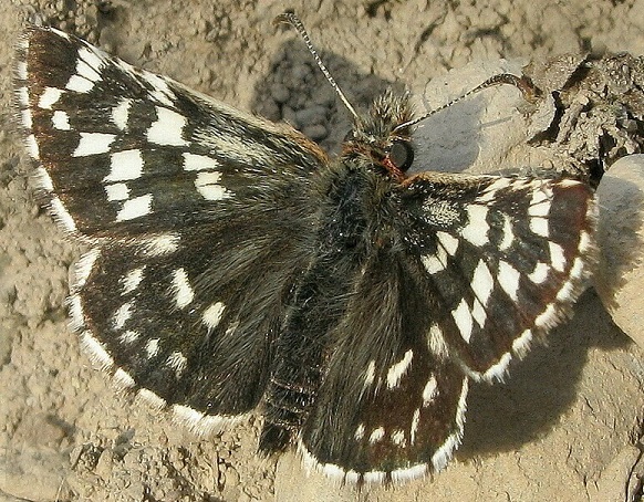 Pyrgus-maculatus-Tolstogolovka-pyatnictaya1.jpg