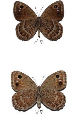 Satyrus-amasinus-Staudinger-1861-Barhatnica-amaziiskaya