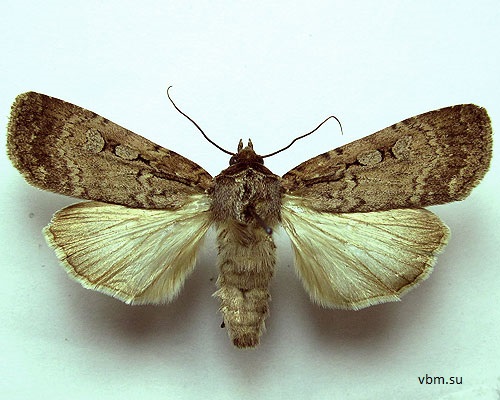 Spaelotis-ravida-Sovka-Zemlyanaya-temnaya1.jpg