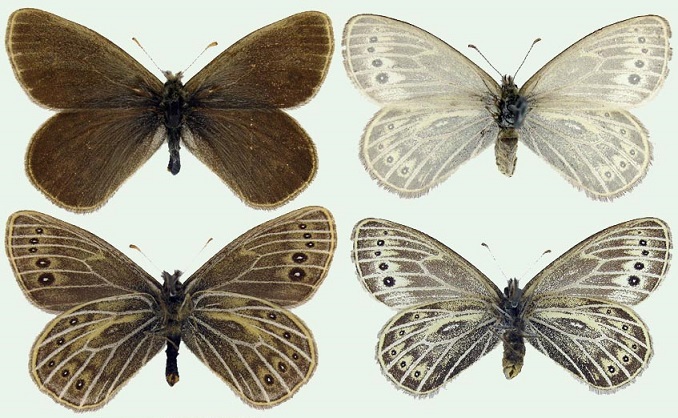 Triphysa-phryne-Pallas-1771-Trifiza-Frina