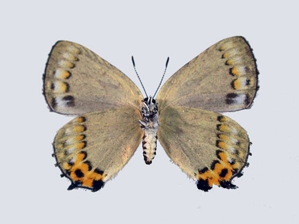 Ussuriana-stygiana-Butler-1881-Zefir-stigiana