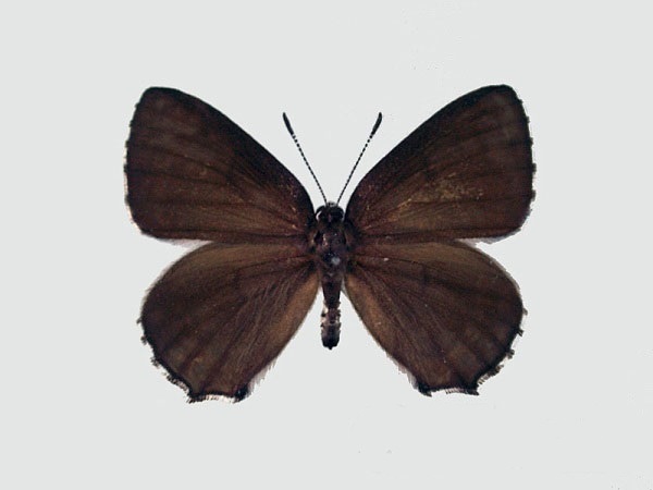 Ussuriana-stygiana-Butler-1881-Zefir-stigiana1.jpg