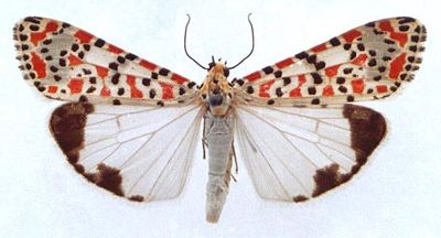 Utetheisa-pulchella-Medvedica-krasnotochechnaya1.jpg