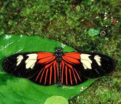 мельпомена бабочка